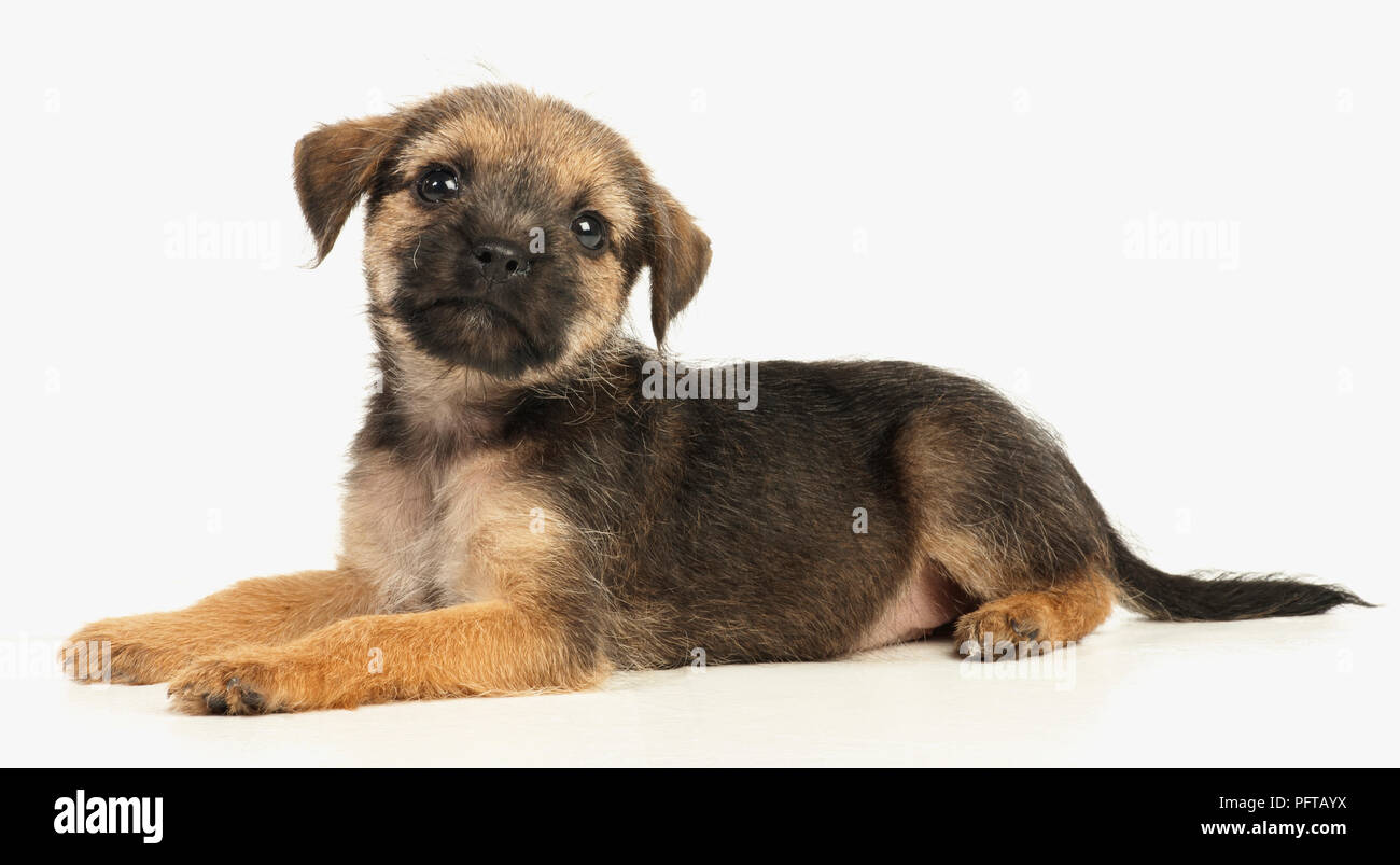 Border Terrier puppy Stock Photo