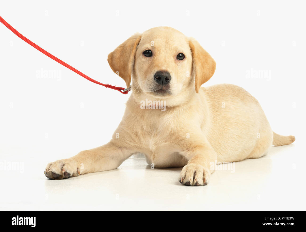 Labrador puppy sitting with lead on collar Stock Photo