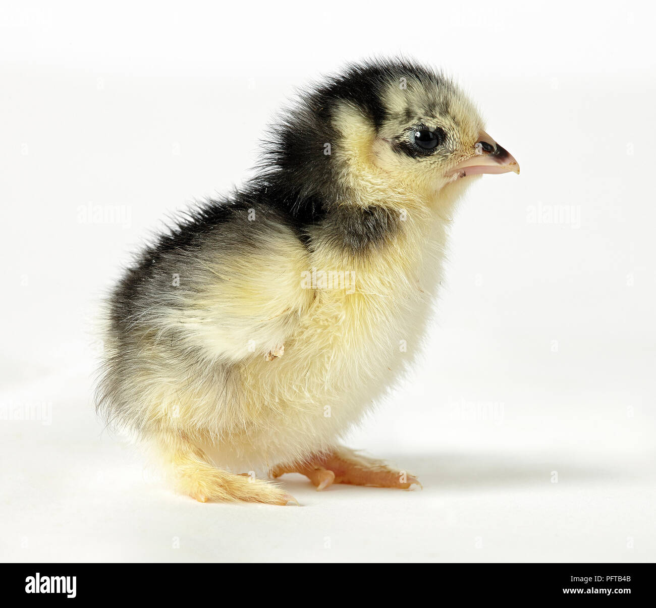 Dutch cross Pekin chick Stock Photo