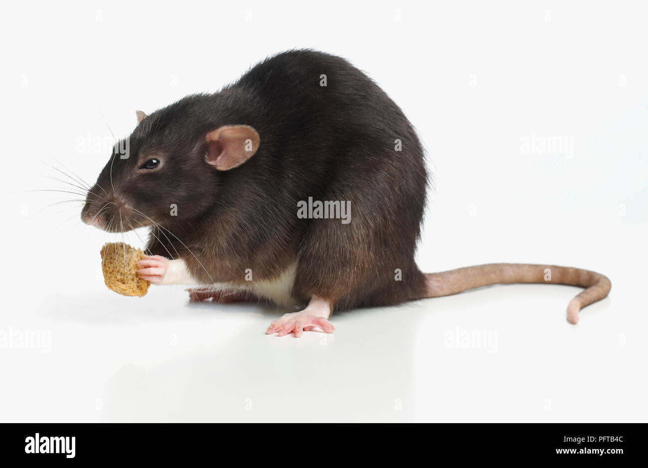 Dumbo rat, pet rat Stock Photo Alamy