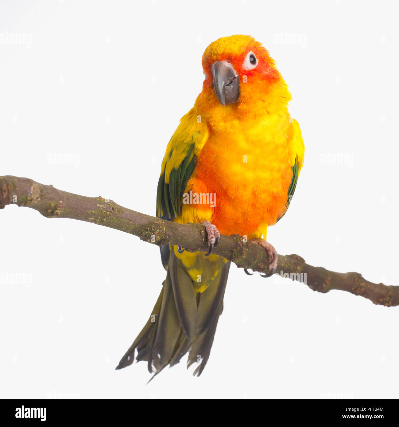 Colourful yellow and red parrot, Sun Conure, Sun Parakeet (Aratinga solstitialis) Stock Photo