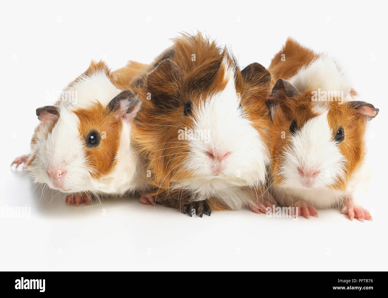 Guinea pigs, Abyssinian guinea pigs, young Abyssinian guinea pigs Stock Photo