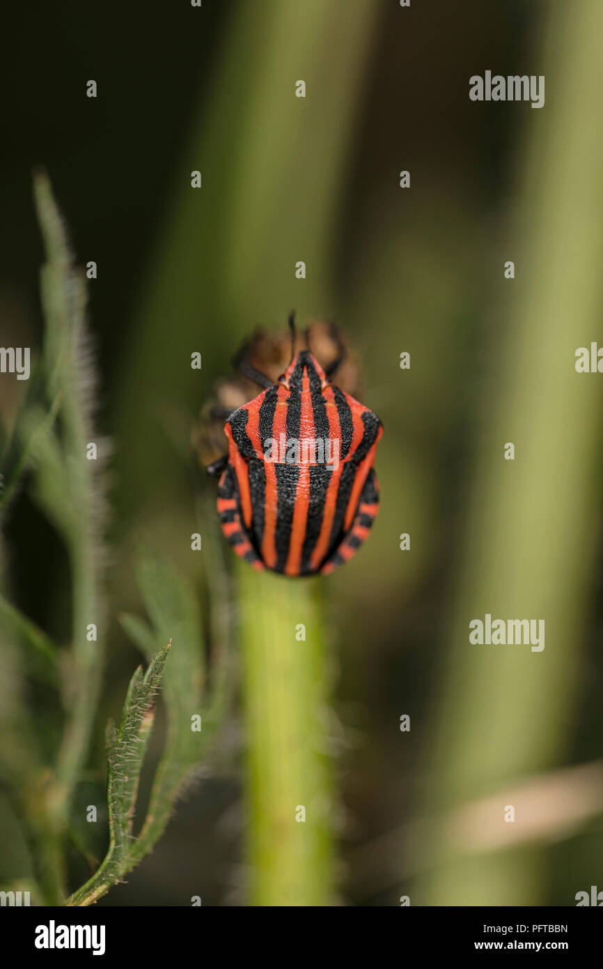 colorful insect on a blade of grass Stock Photo - Alamy