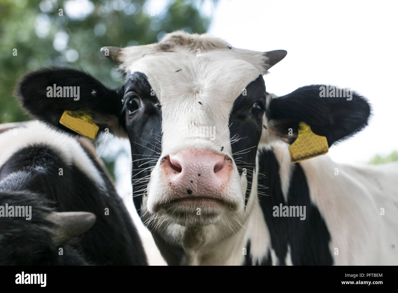 the problem of flies on cows Stock Photo