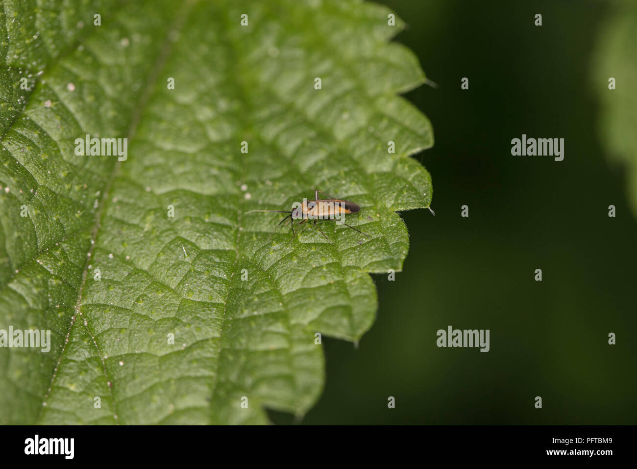 Aboveanf Insect Bug and to a of the above hi-res stock photography and images - Alamy