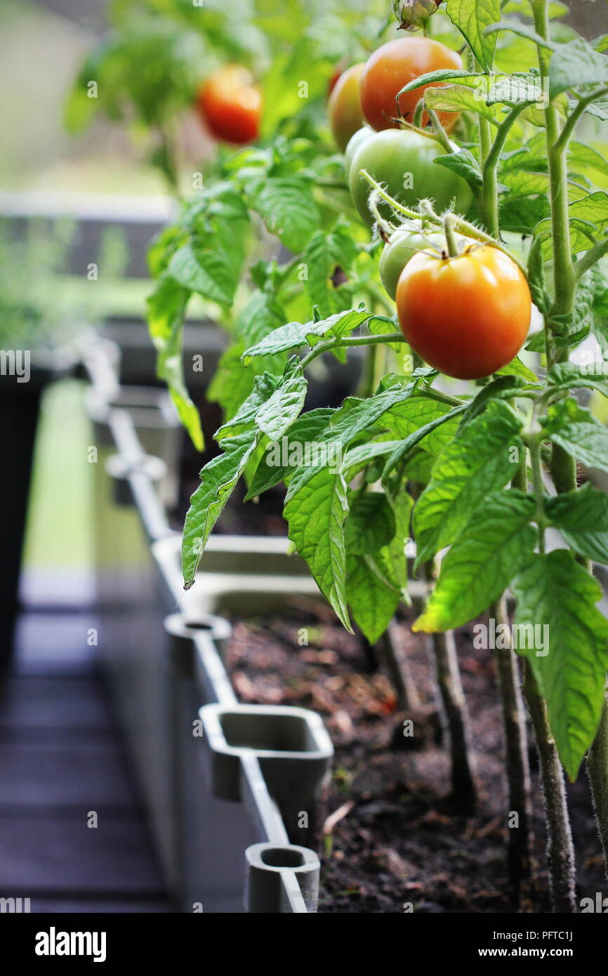 Container vegetables gardening. Vegetable garden on a terrace. Herbs