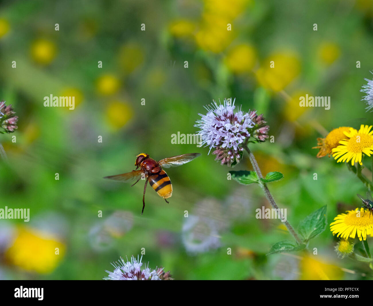 Hornet hoverfly Volucella zonaria flying to wild Mint flowers August Stock Photo