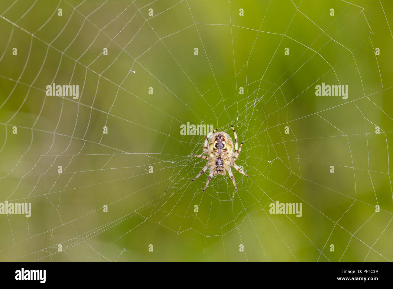 small spider on the net, green background Stock Photo