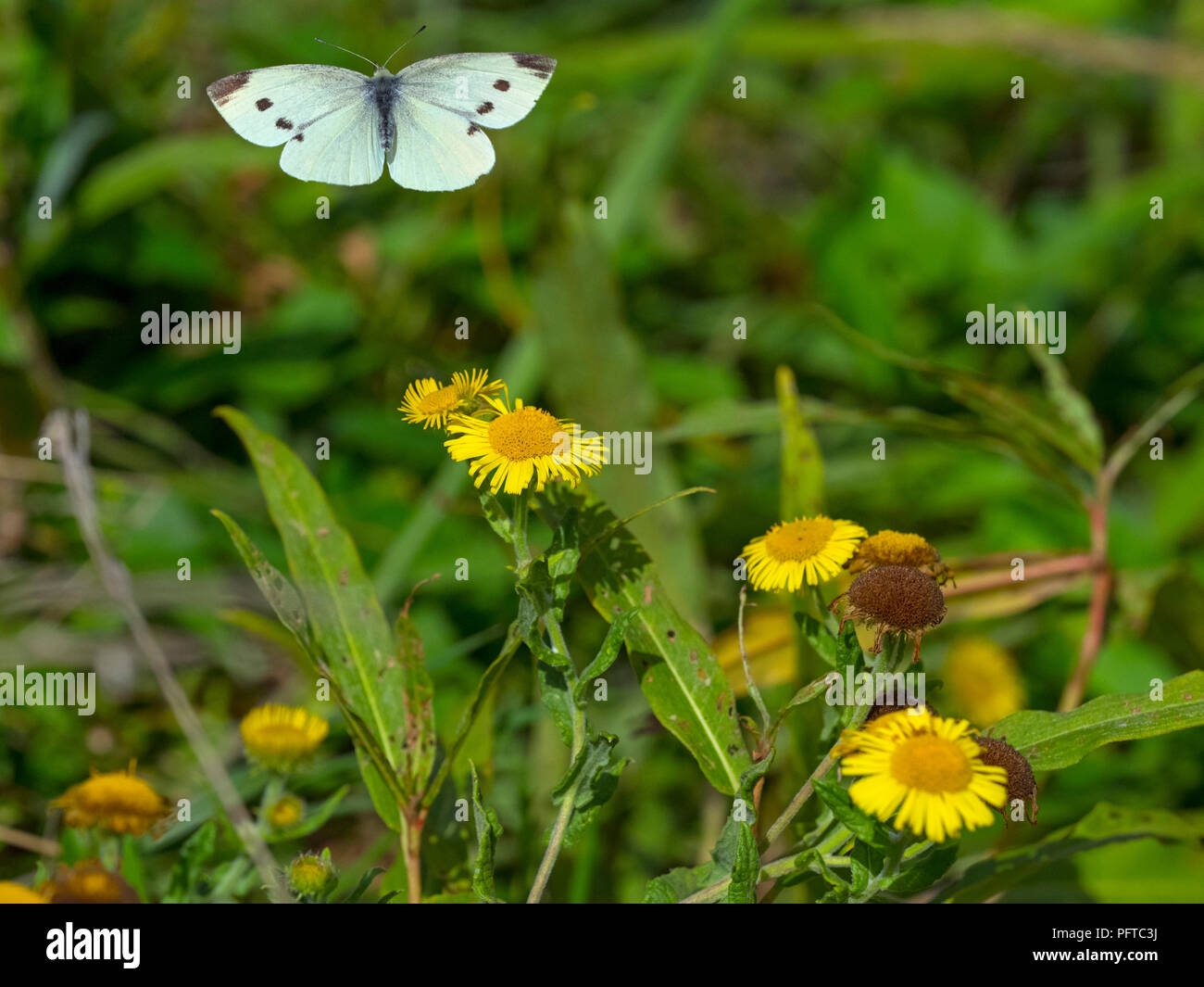 Large white Butterfly Pieris brassicae flying over wild fleabane flowers Stock Photo