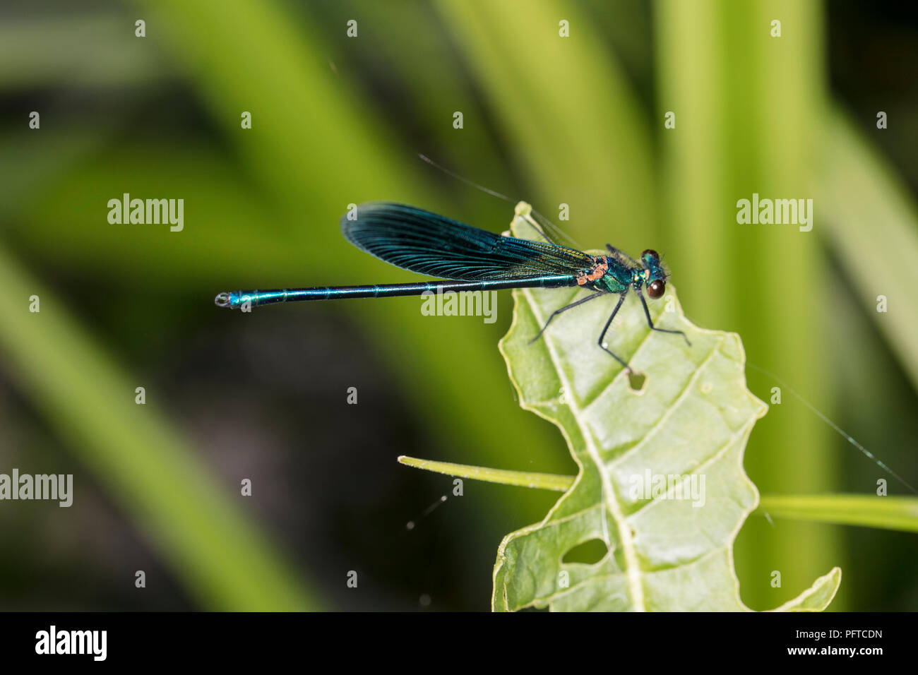 blue dragonfly is sitting on a green leaf, side view Stock Photo - Alamy
