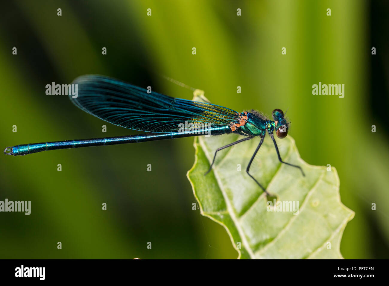 blue dragonfly is sitting on a green leaf Stock Photo - Alamy