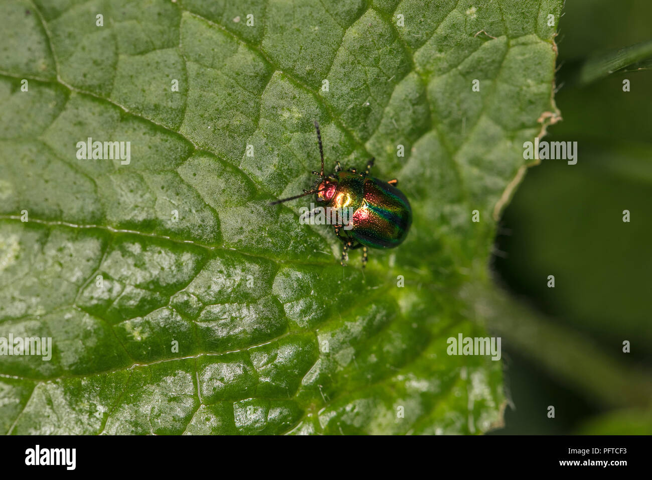 Chrysolina fastuosa, colorful beetle, amazing colors, goes through the leaf, top view Stock Photo