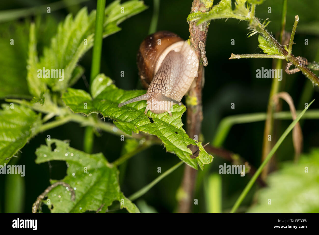 snail on the plant, eats the leaves Stock Photo
