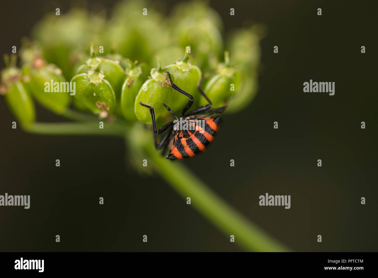 colorfull bug walking on the green plant Stock Photo - Alamy