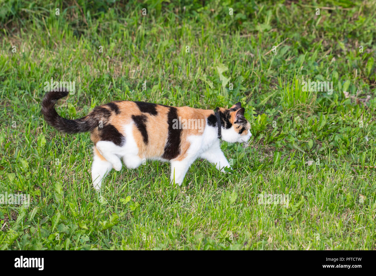 three colorful cat walks on green grass, side view Stock Photo - Alamy