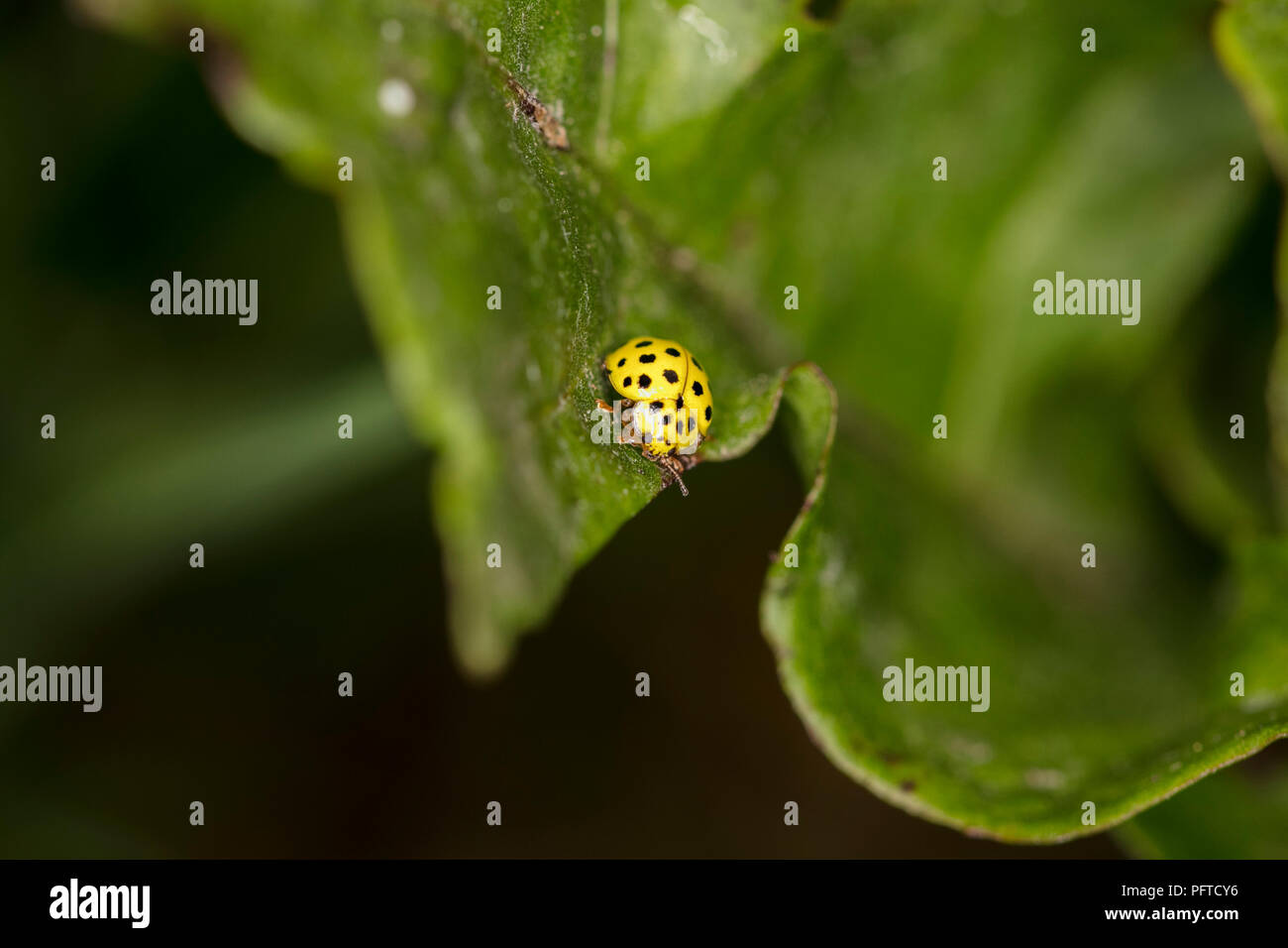 Yellow Ladybird In Black Dots Sitting On A Green Leaf Stock Photo - Alamy