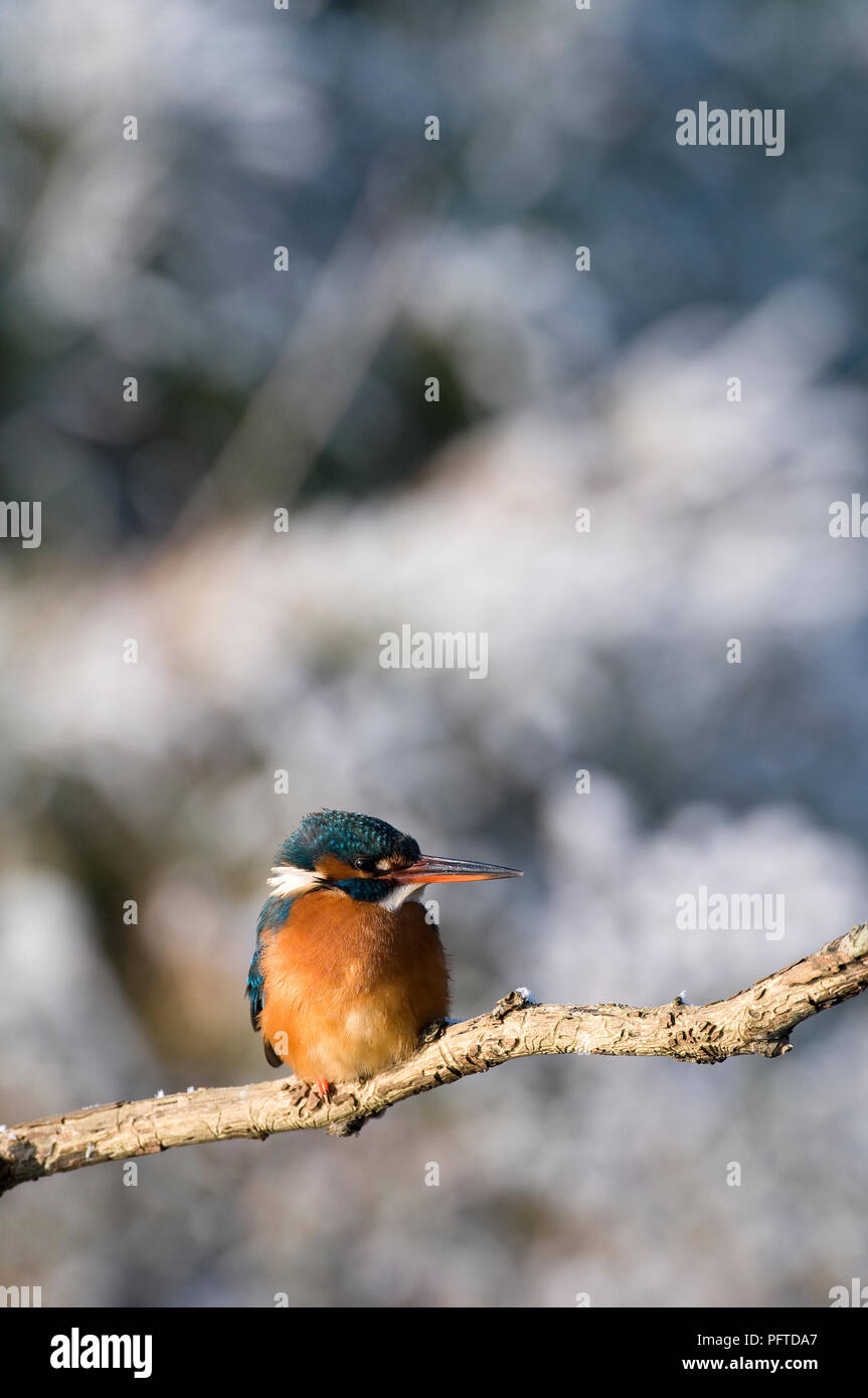 Common Kingfisher (Alcedo atthys) - in winter Martin-pêcheur d'Europe Stock Photo