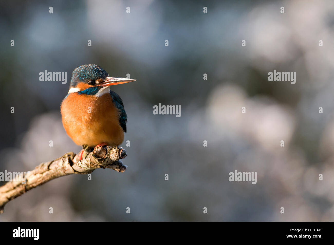 Common Kingfisher (Alcedo atthys) - in winter Martin-pêcheur d'Europe Stock Photo