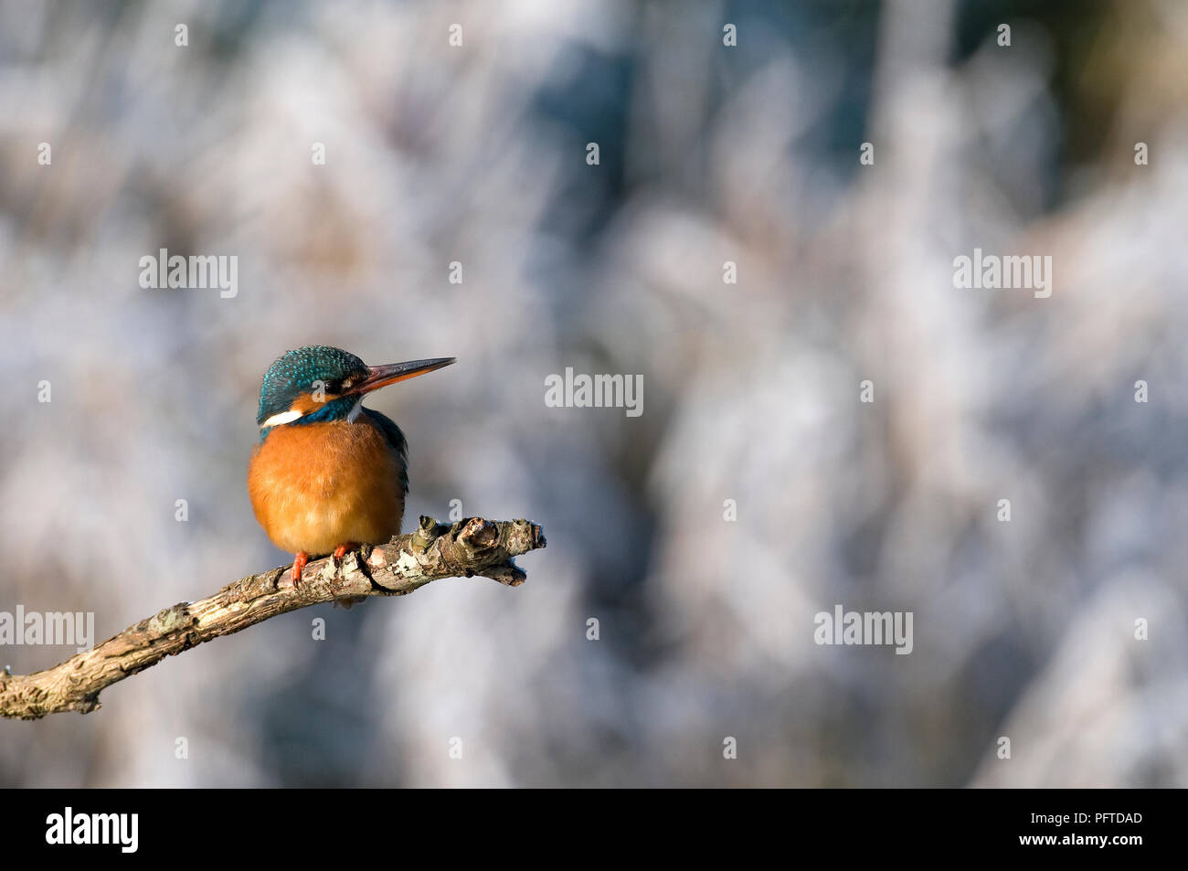 Common Kingfisher (Alcedo atthys) - in winter Martin-pêcheur d'Europe Stock Photo