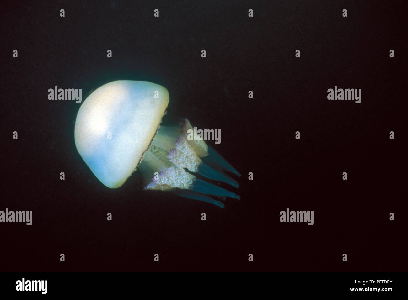 Barrel jellyfish (Risostoma pulmo) - Méditerranean sea Méduse Stock Photo