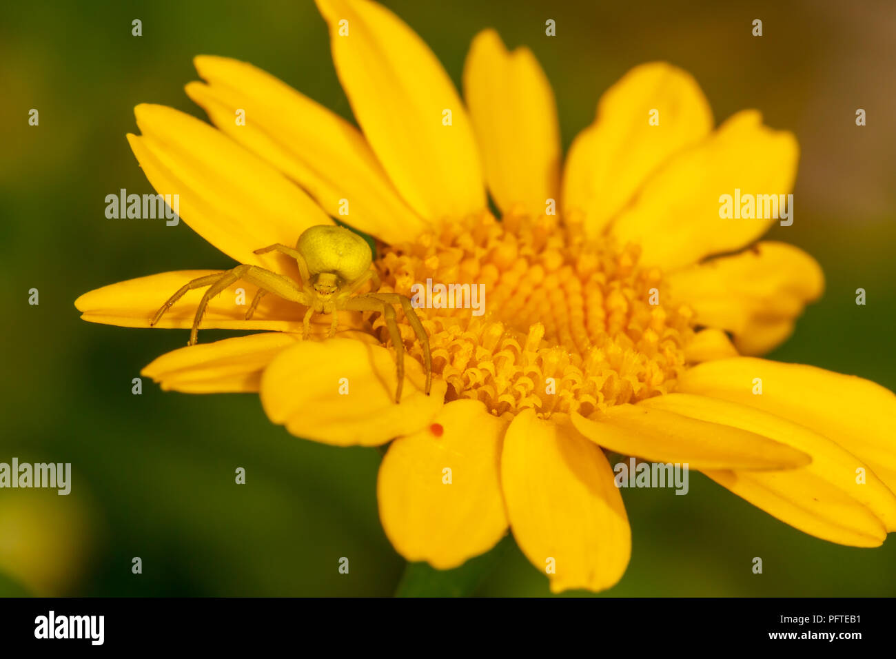 Macro shot of Crab spider camouflaged on yellow daisy face-on. Stock Photo