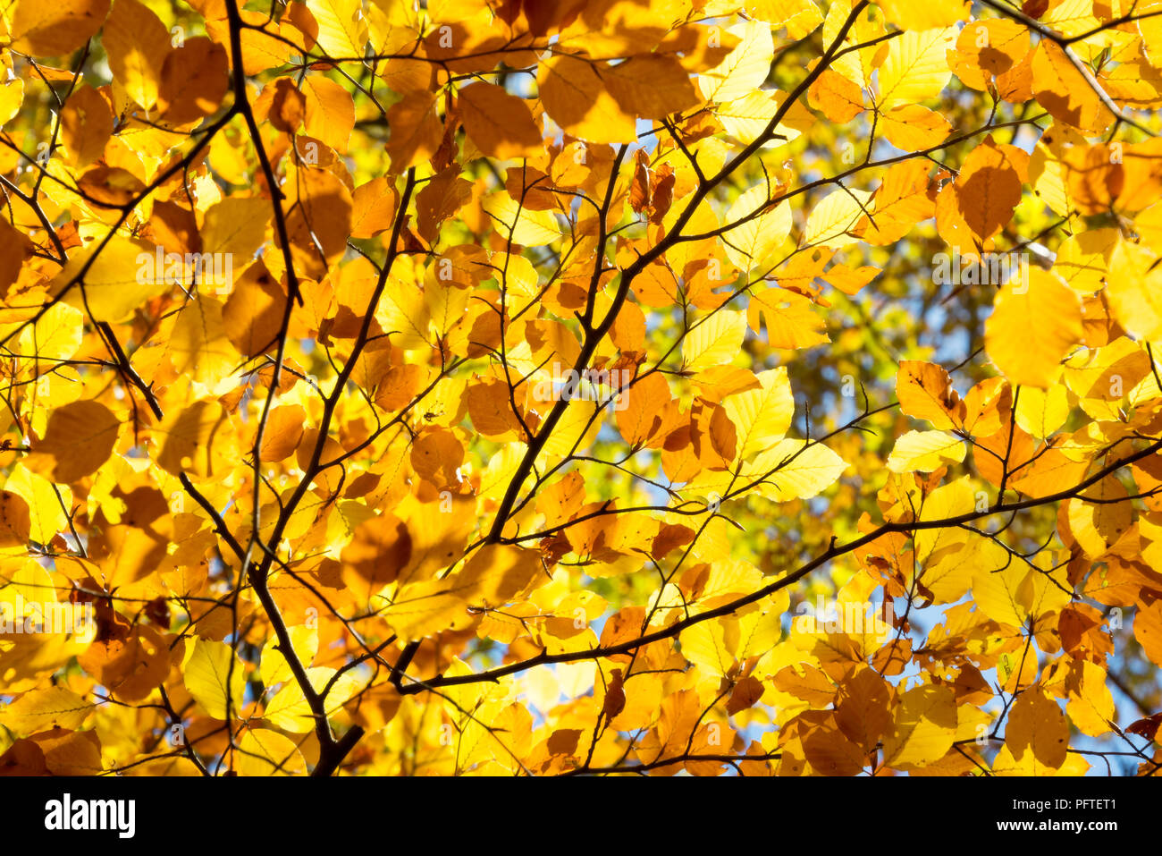 Background of yellow autumnal  branches Stock Photo