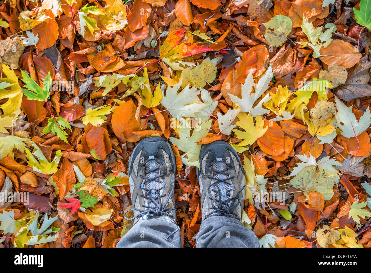 Feet with walking shoes on a background of fallen colorful autumnal leaves, forest walk concept Stock Photo