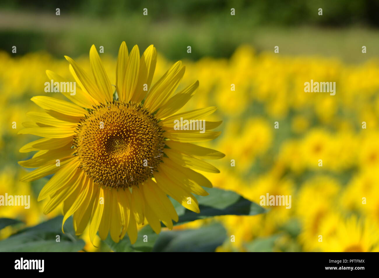 Sunflower field in Japan Stock Photo Alamy
