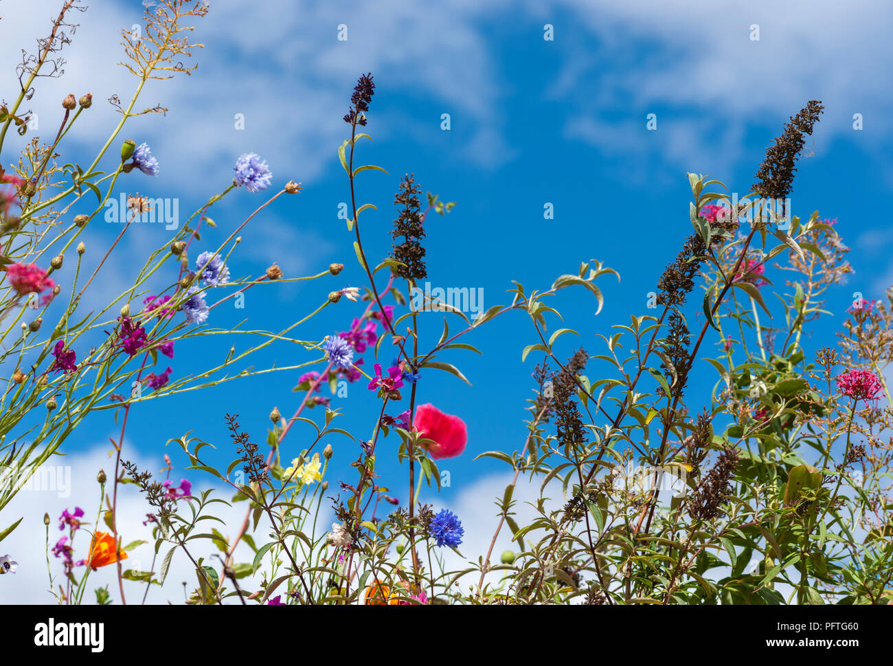 Wildflowers of the uk hi-res stock photography and images - Alamy