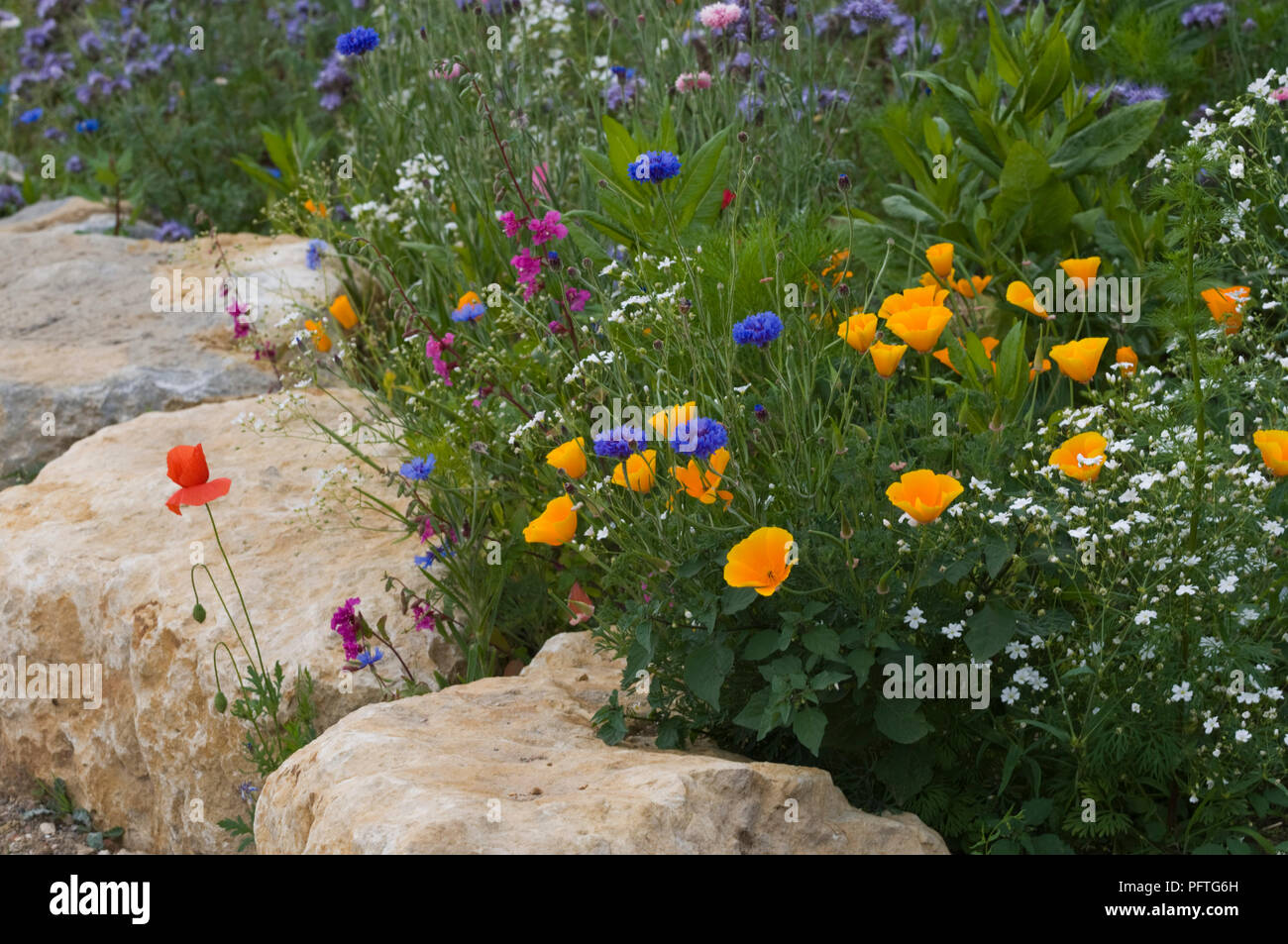 Wildflower Meadow United Kingdom Stock Photo