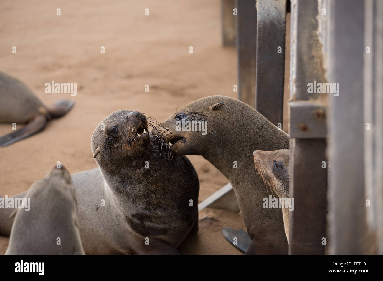 a large group of seals is sitting on a beach and love to swim from time