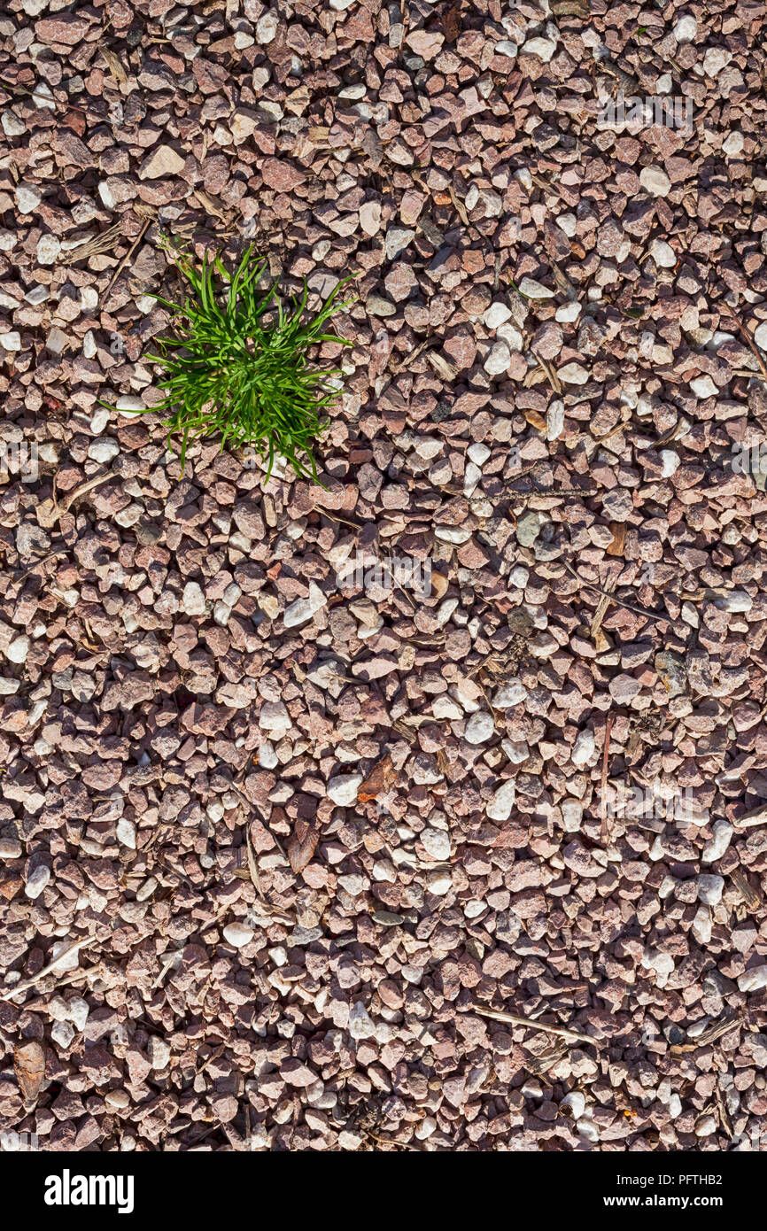 pebbles spread out and small, soft grass sticks out in between, adapt to survive, background, top view Stock Photo