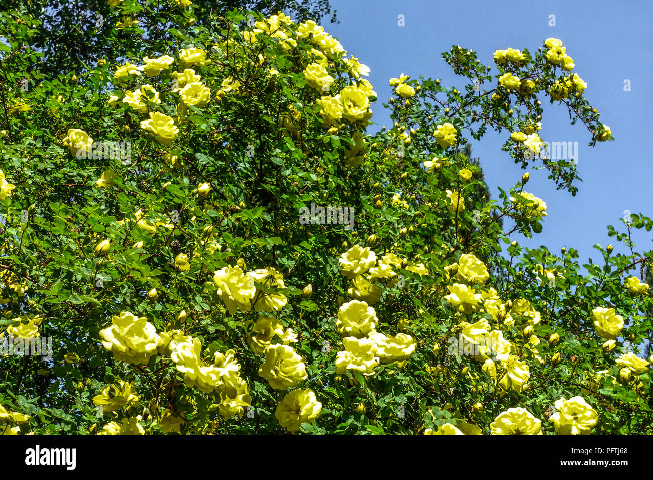 Rosa ' Harison's Yellow ', Rosa x harisonii yellow Shrub roses Stock Photo