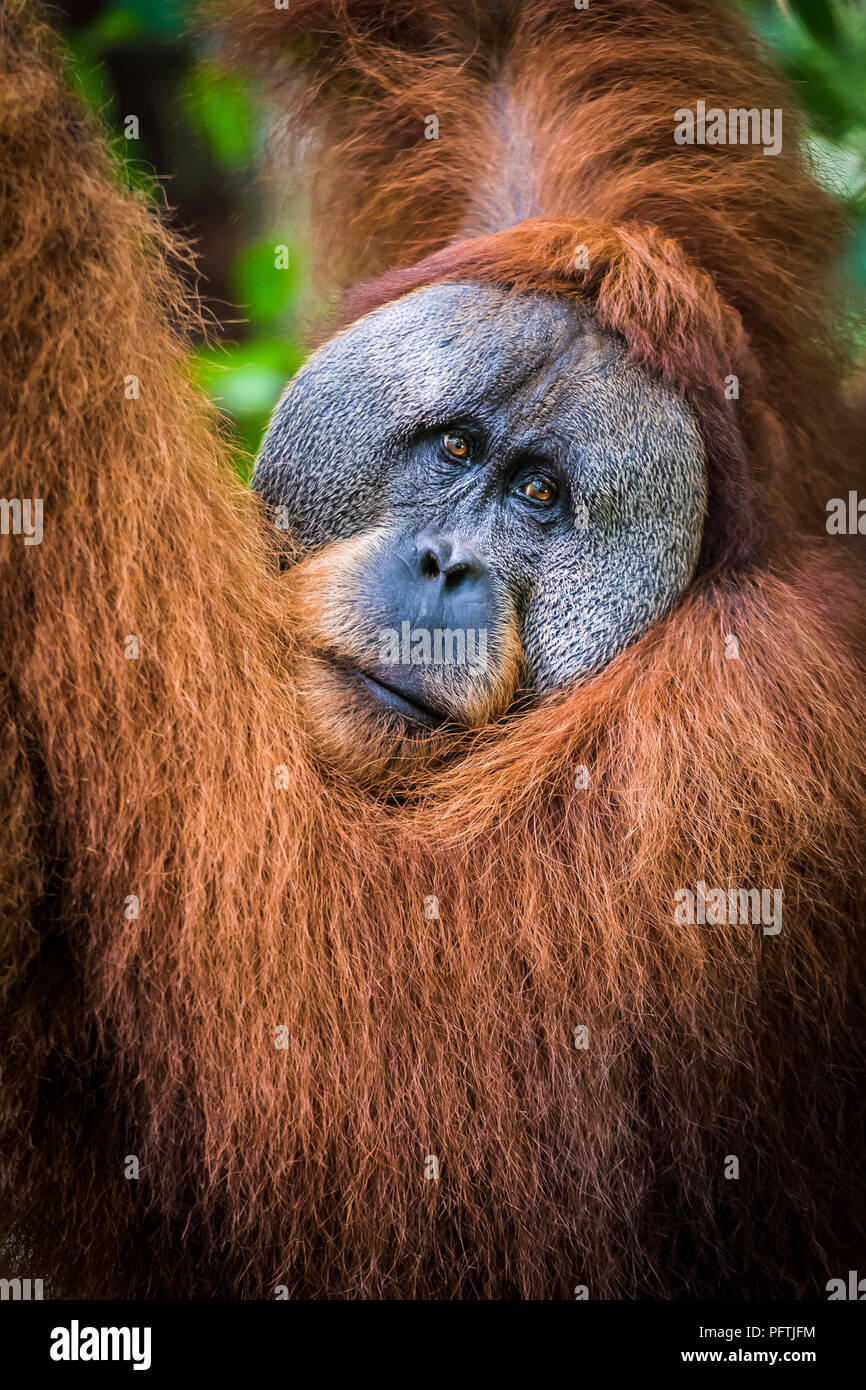 Portrait of male Orangutan, Gunung Leuser National Park, Sumatra, Indonesia Stock Photo