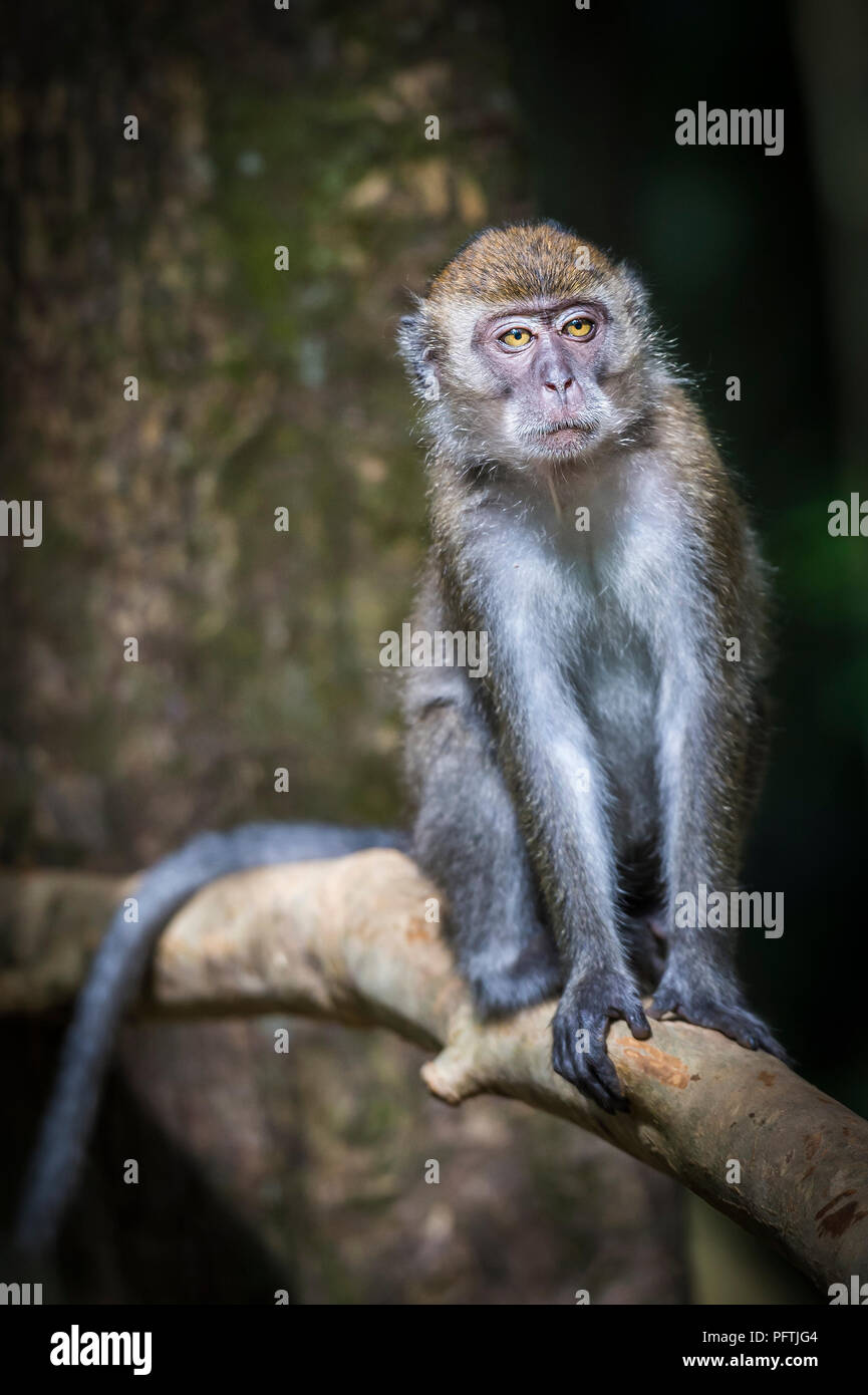 Sumatran Macaque monkey in Gunung Leuser National Park, Sumatra, Indonesia Stock Photo