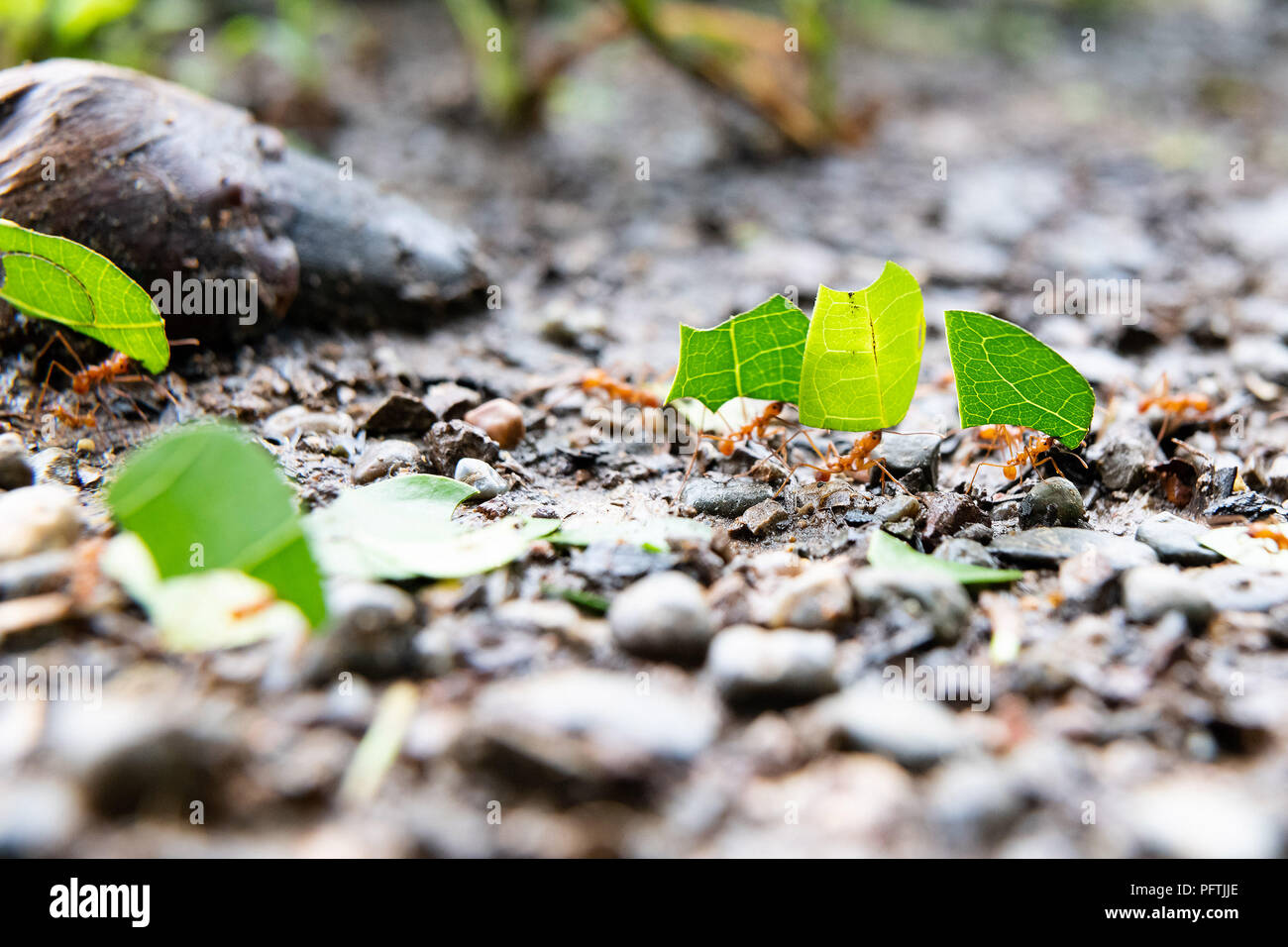 Leafcutter ant colony hires stock photography and images Alamy