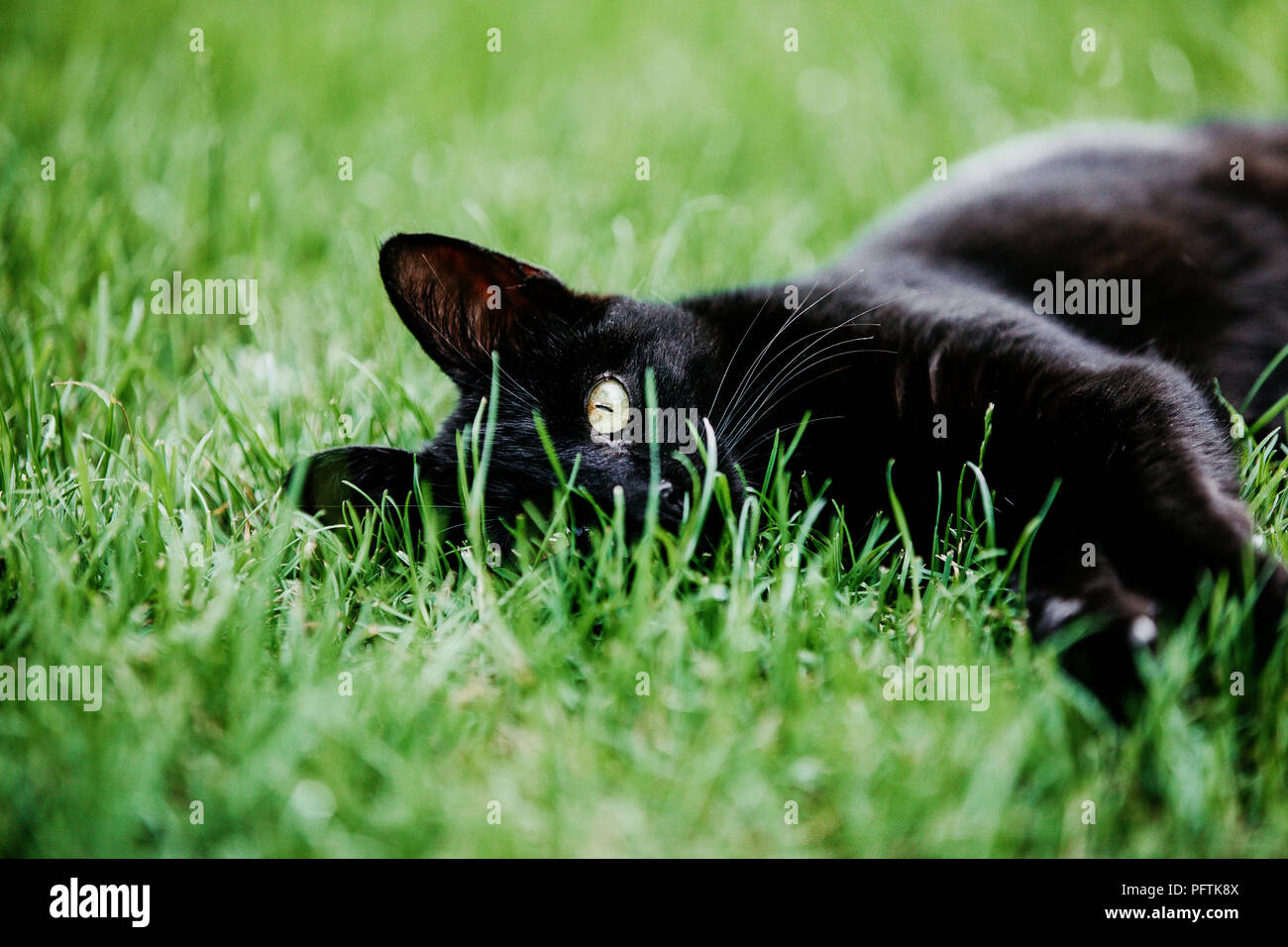 Closeup of black cat resting on green grass outside in the garden