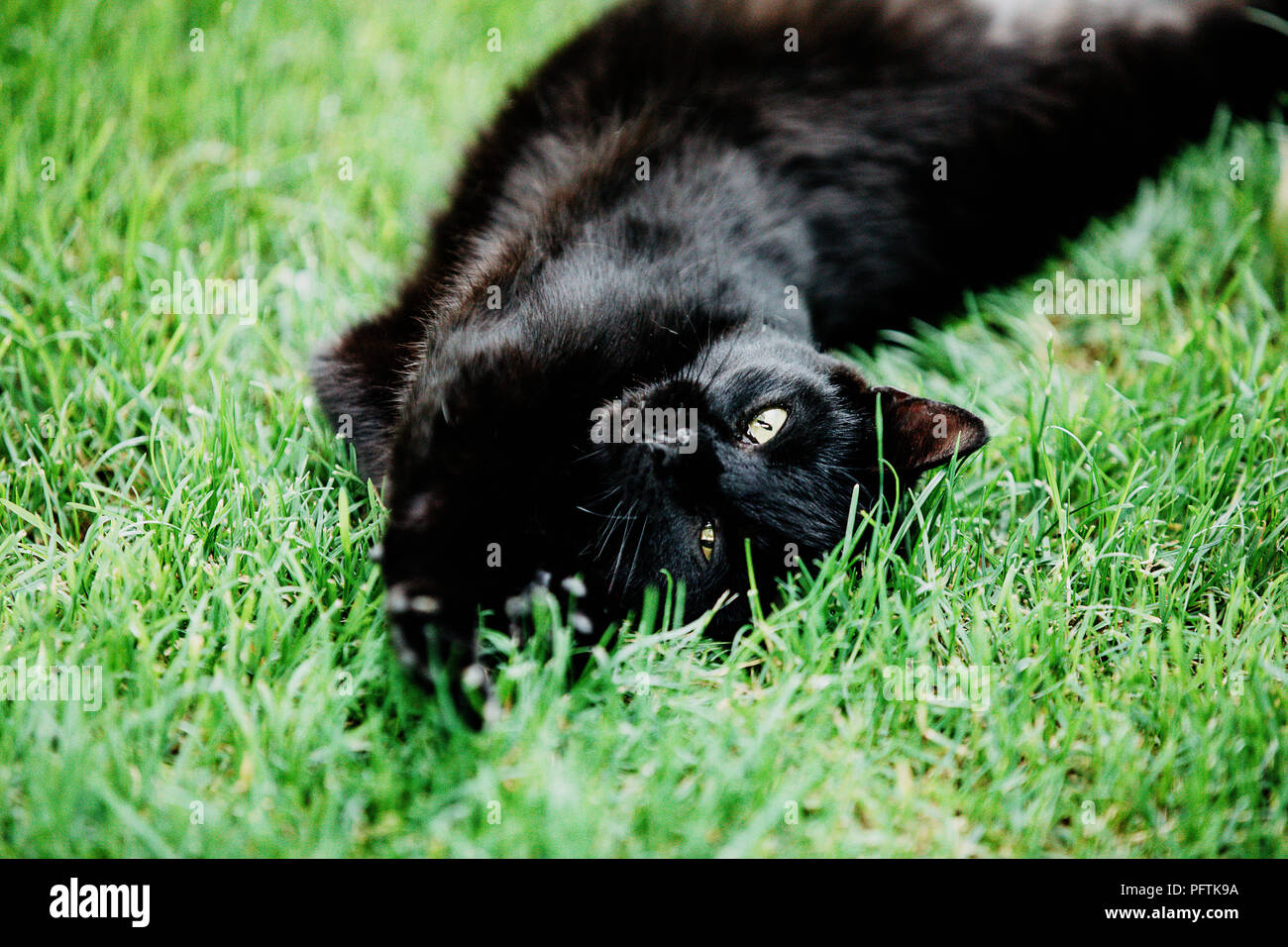 Bringer of bad luck hi res stock photography and images Alamy Bringer of bad luck hi res stock photography and images Alamy