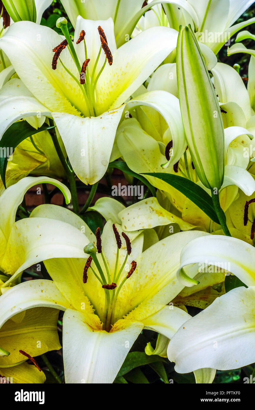 Oriental lily, Lilium " Luson ", Oriental lilies Stock Photo Alamy