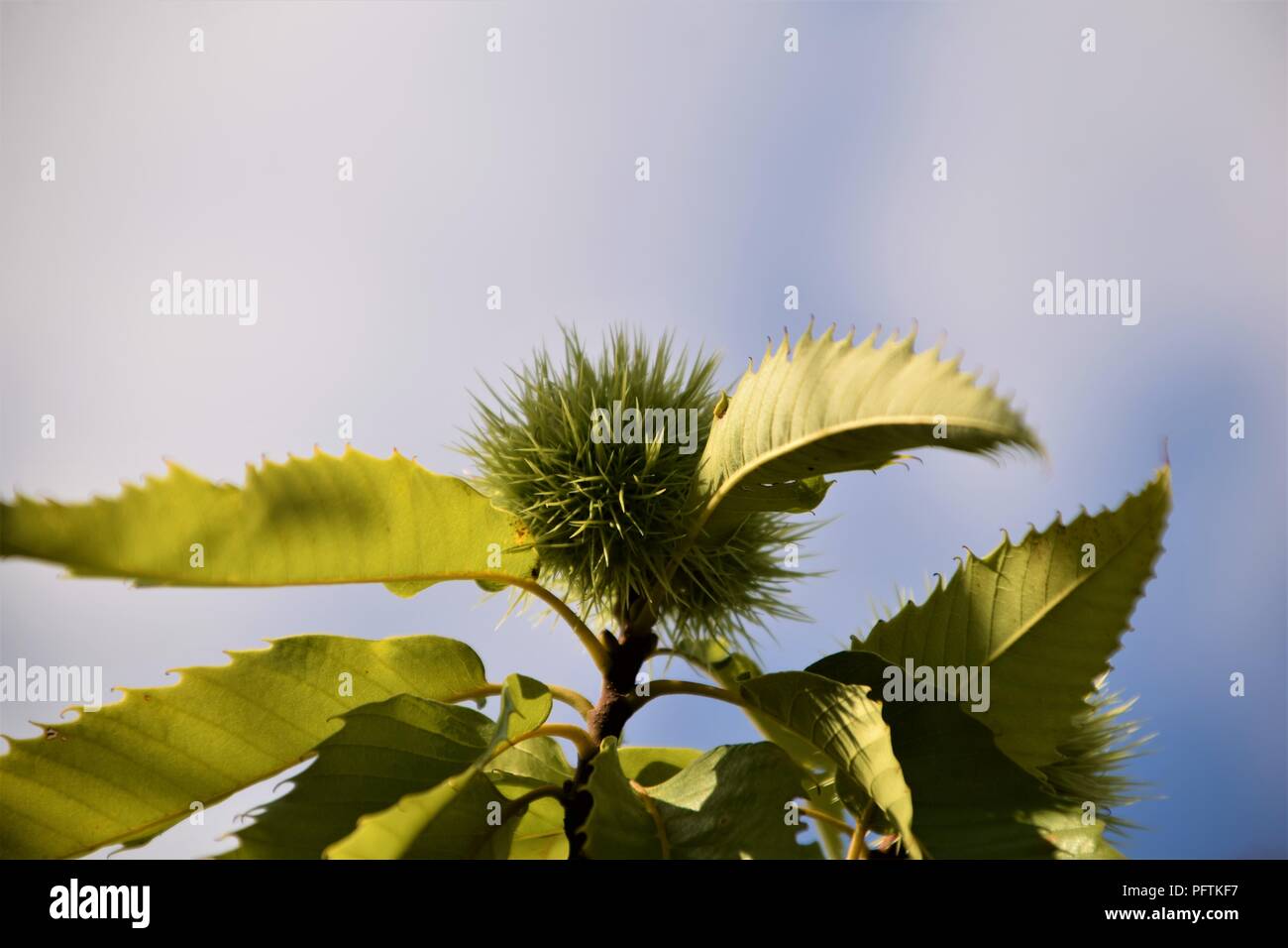 Green chestnuts in a thorny shell on the tree branch surrounded by green leaves, selective focus against the blue sky blurred Stock Photo