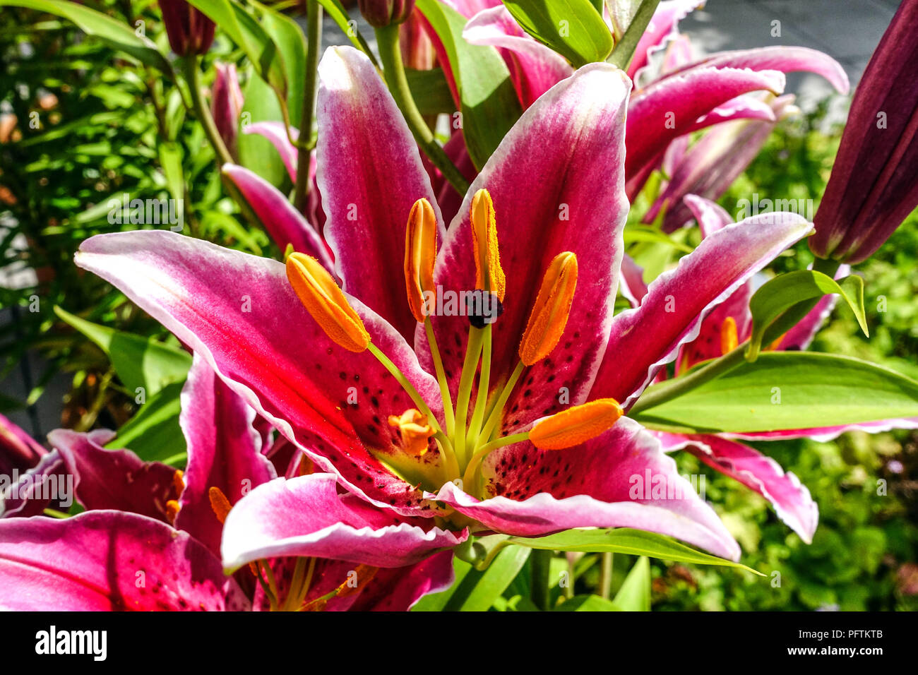 Oriental lily, Lilium " Kings Gross ", Oriental lilies Stock Photo Alamy
