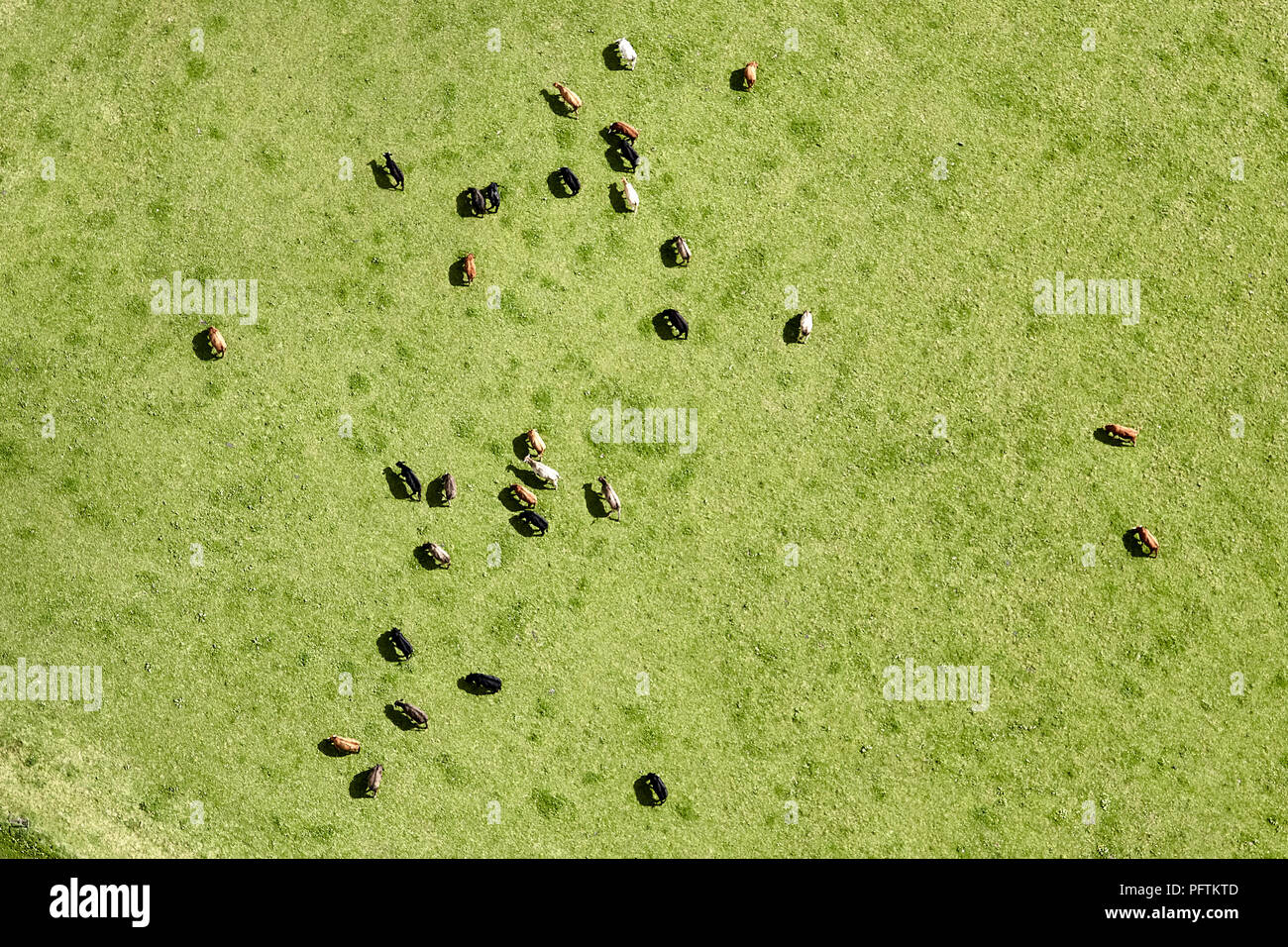 Aerial view of cows in a country field Stock Photo