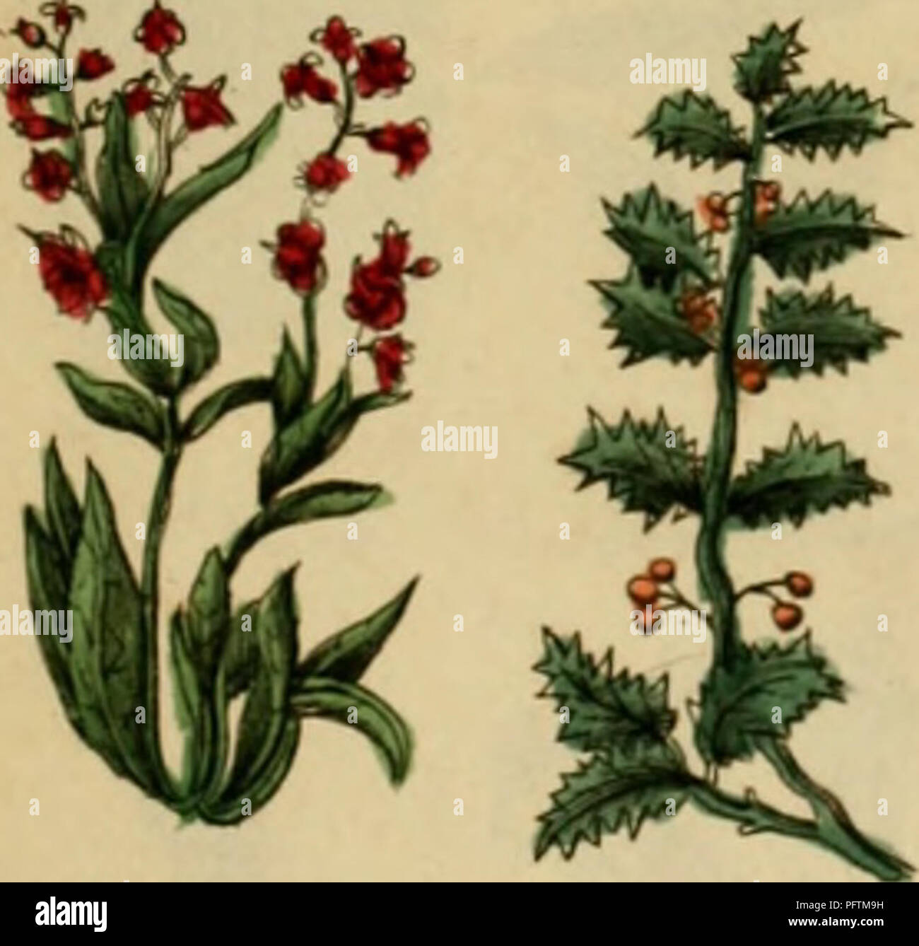 This historical work by Nicholas Culpeper provides an extensive reference on medicinal plants, detailing their uses in herbal medicine. It serves as a guide to plant-based remedies, offering descriptions of various species and their therapeutic properties for medical practitioners and herbalists. Stock Photo