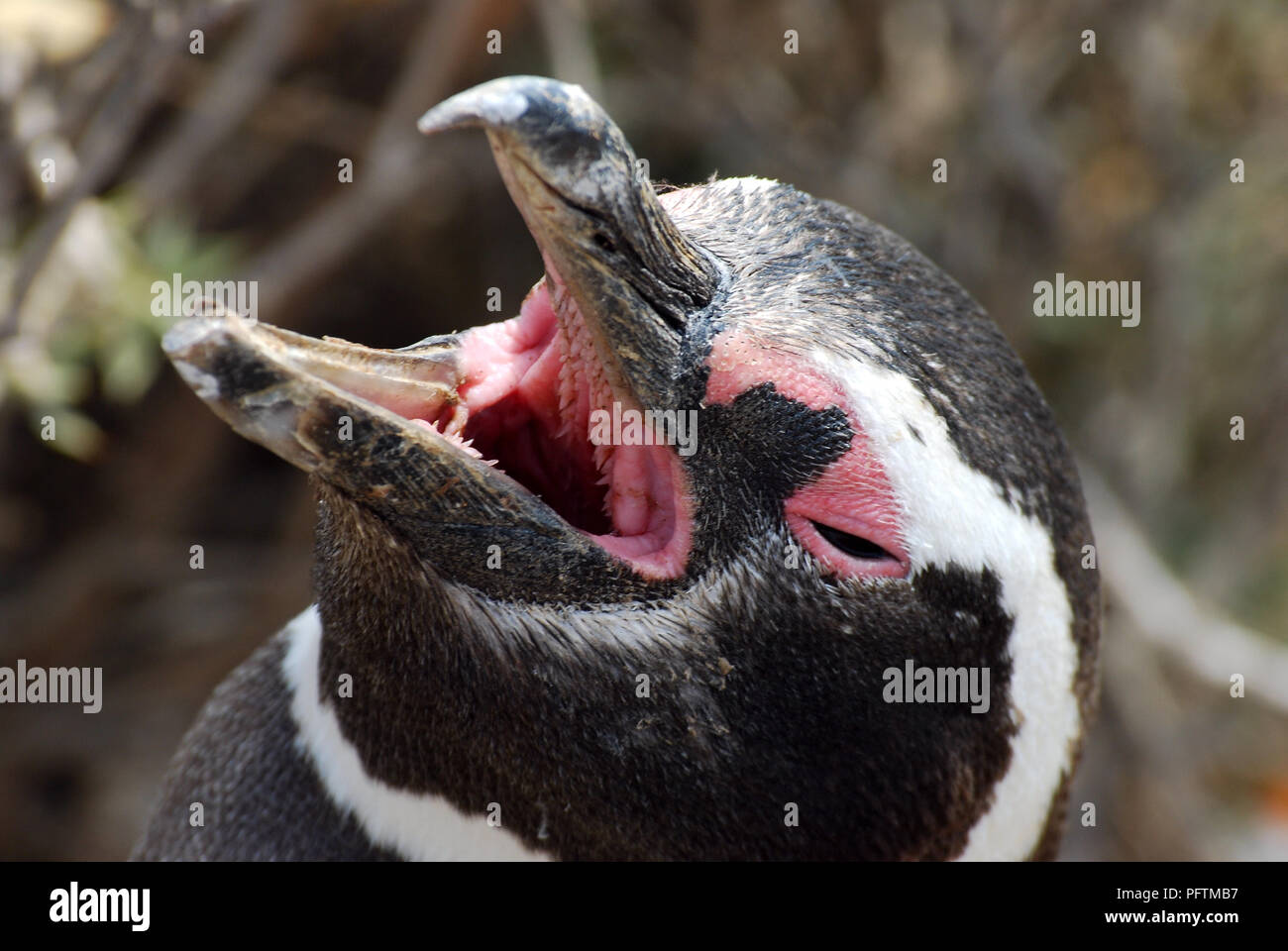 A very close portrait of a young penguin , Punta Tombo , Patagonia Argentina Stock Photo