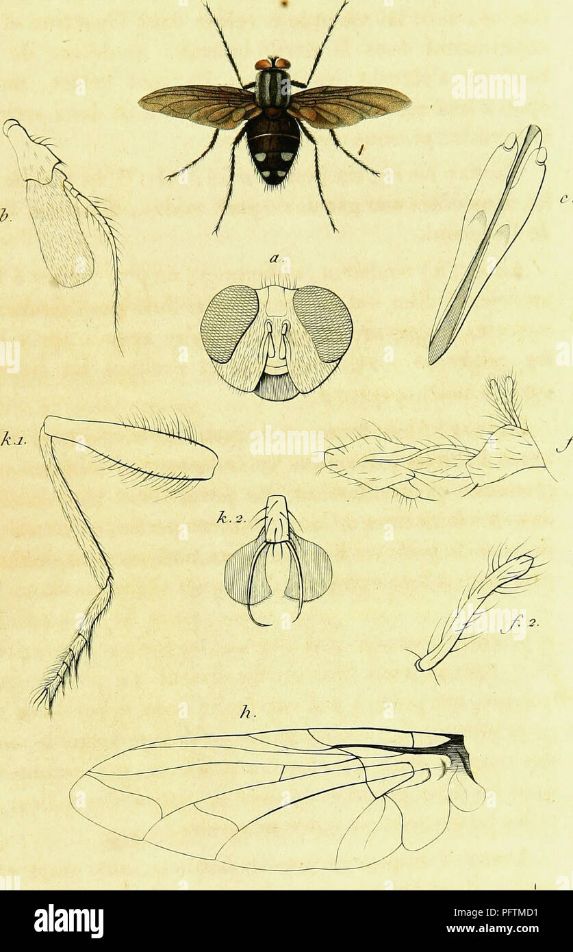 Genae Insect This work provides an in-depth look at the genera of insects, detailing ...