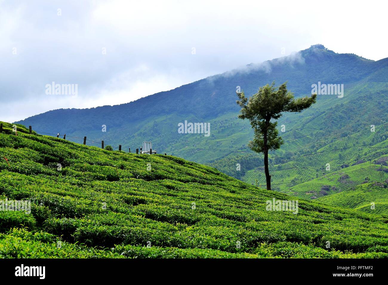 Tea Plantation of Munnar Kerala Stock Photo