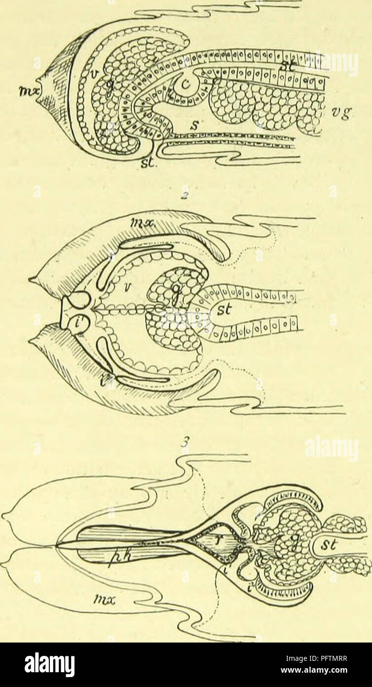 . The anatomy, physiology, morphology and development of the blow-fly (Calliphora erythrocephala.) A study in the comparative anatomy and morphology of insects; with plates and illustrations executed directly from the drawings of the author;. Blowflies. 26o THE EMBRYOLOGY OF THE BLOW-FLY IN THE EGG.. Pn;  AA Three diagrams representing the manner in which the head discs and nervous system of the embryo arc relatedâ/ and 2, before the retraction, and ?, after the retraction, of the fore-head to form the cephalo-pharyngeal sac : c, the crop ; g, cephaHc ganglion ; /', antennal, and P, optic disc Stock Photo