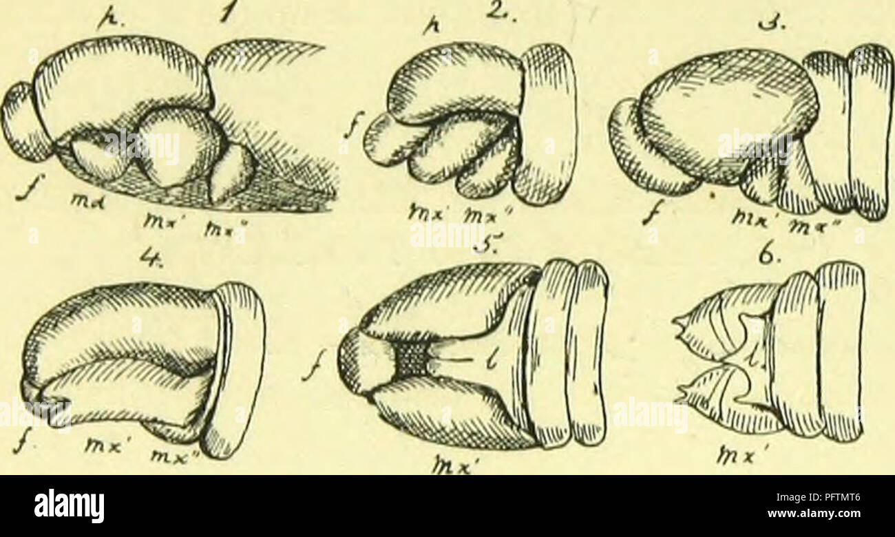 . The anatomy, physiology, morphology and development of the blow-fly (Calliphora erythrocephala.) A study in the comparative anatomy and morphology of insects; with plates and illustrations executed directly from the drawings of the author;. Blowflies. 258 THE EMBRYOLOGY OF THE BLOW-FLY IN THE EGG. at the same time sulci appear in the epiblast, separating the larval segments. The fore-head and procephalic lobes rapidly disappear, and the rudimentary cephalic appendages undergo the following modifications. The anterior pair disappear. According to Weismann, they approach each other and form a  Stock Photo