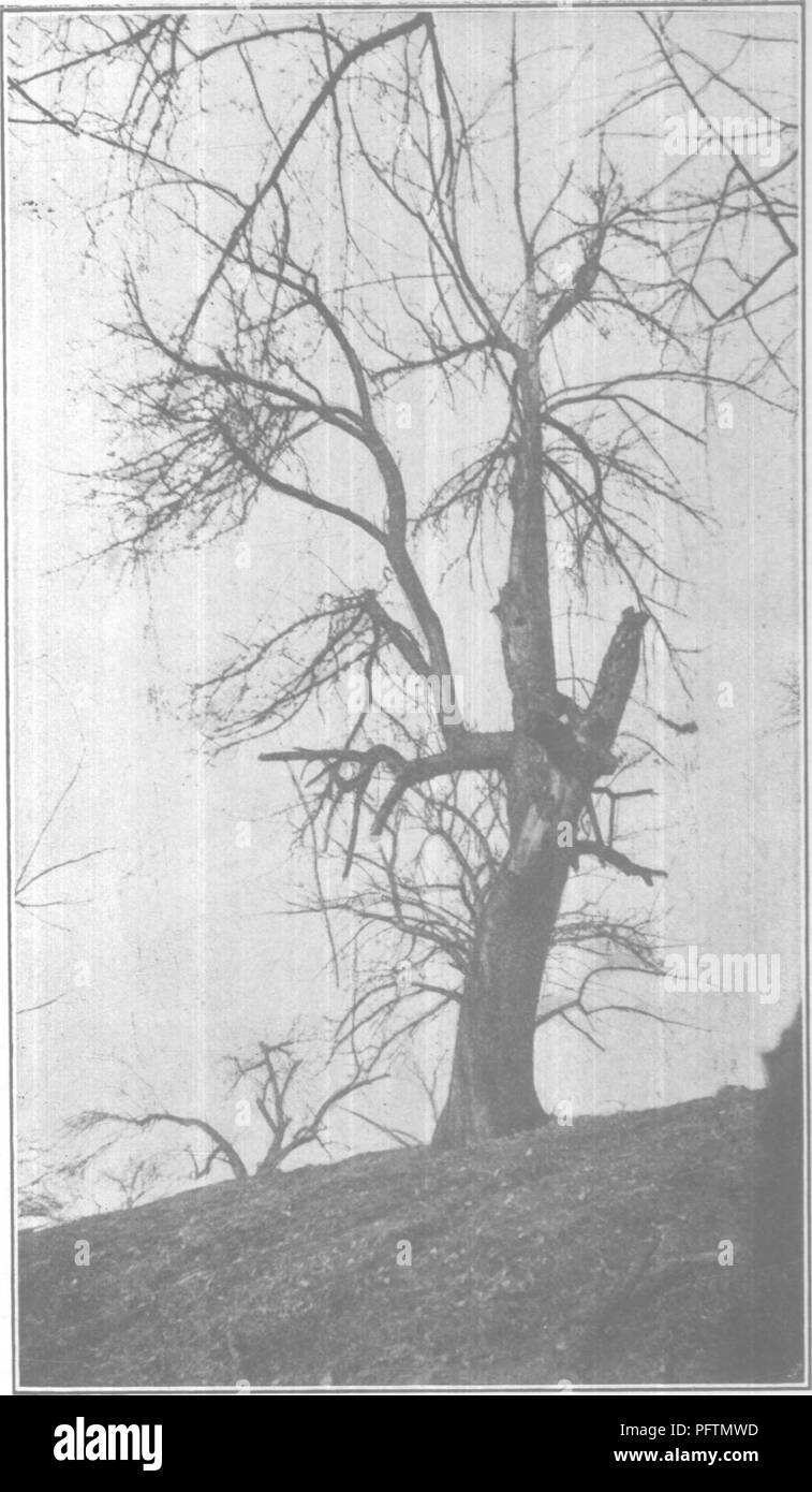 . Practical orcharding on rough lands. Fruit-culture. •ji—The Original Grimes Golden Apple Tree. This Famous West Vir- ginia Seedling Originated on the Farm of Thos. Grimes, • in Brooke County Courtesy L. C. Corbett. Please note that these images are extracted from scanned page images that may have been digitally enhanced for readability - coloration and appearance of these illustrations may not perfectly resemble the original work.. Moore, Shepard Wells. Akron, O. , The New Werner company Stock Photo