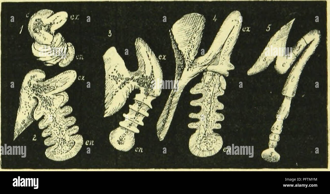 . The anatomy, physiology, morphology and development of the blow-fly (Calliphora erythrocephala.) A study in the comparative anatomy and morphology of insects; with plates and illustrations executed directly from the drawings of the author;. Blowflies. THE THORACJC EXO-SKELETON. 159 If we compare the thoracic leg of an insect with that of a crayfish, we recognise in the five joints of the insect's tarsus the representatives of the five joints of the crustacean Hmb known as the basipodite, ischiopodite, meropodite, carpopodite, and propodite, whilst the claw-like dactylopodite is represented i Stock Photo